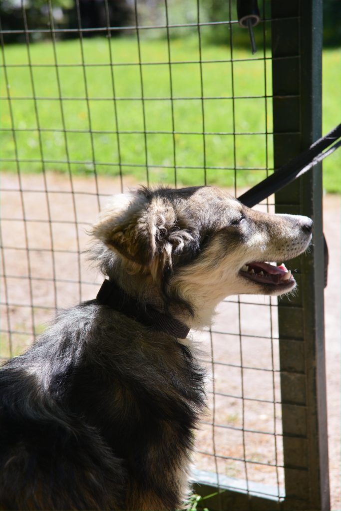 Rescue dog enjoying time outdoors