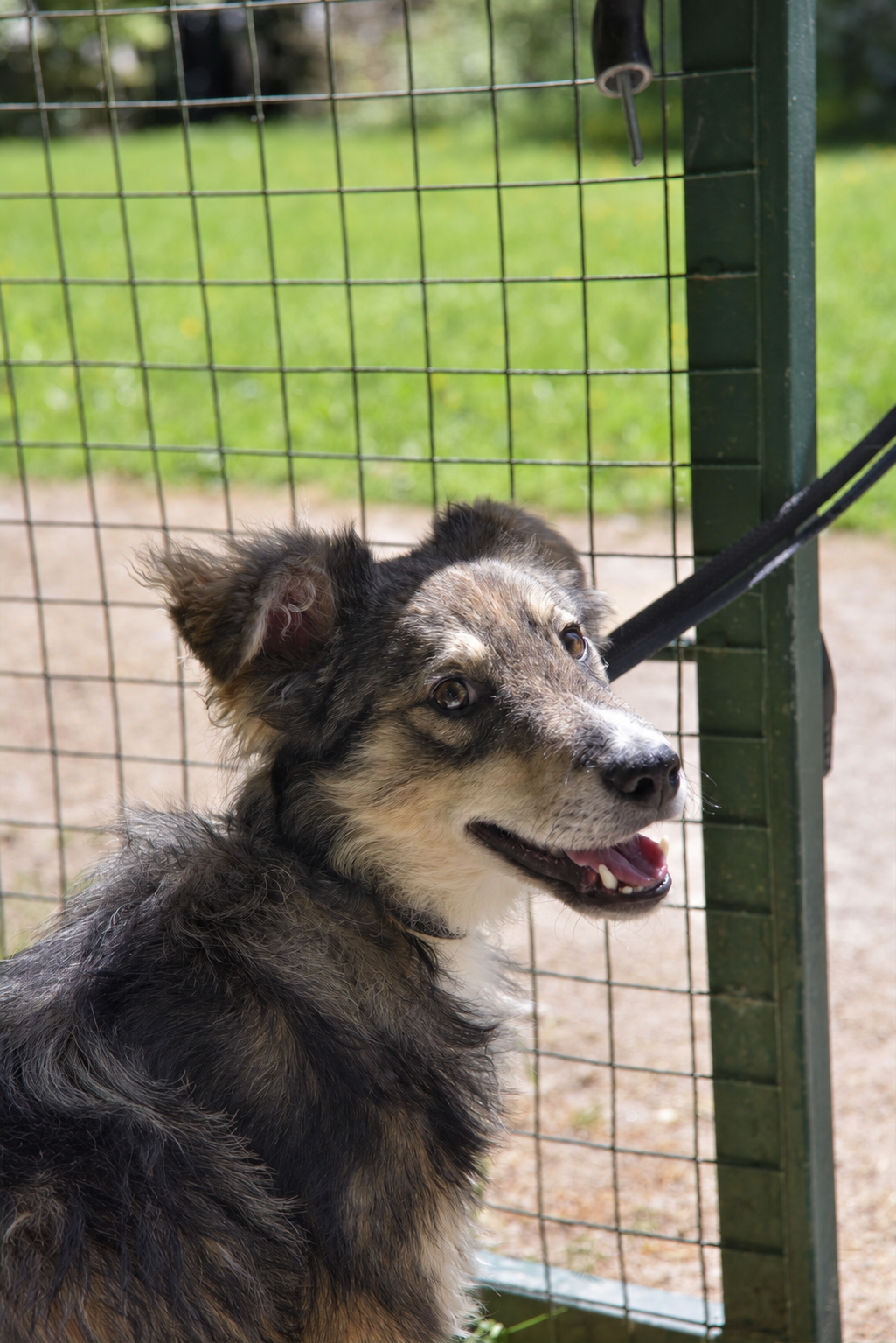 Older rescue dog looking back beside the shelter gate