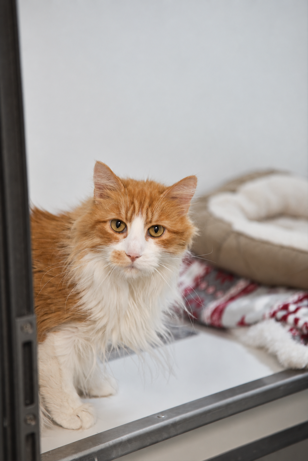 Ginger and white cat looking out from a sheltered sleeping area