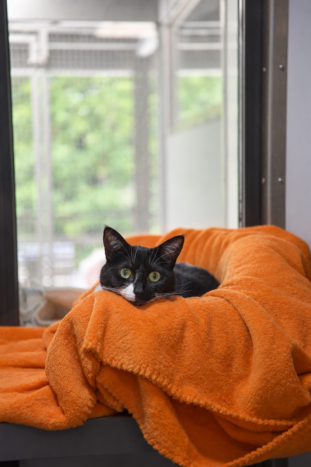 Black and white cat resting on an orange blanket