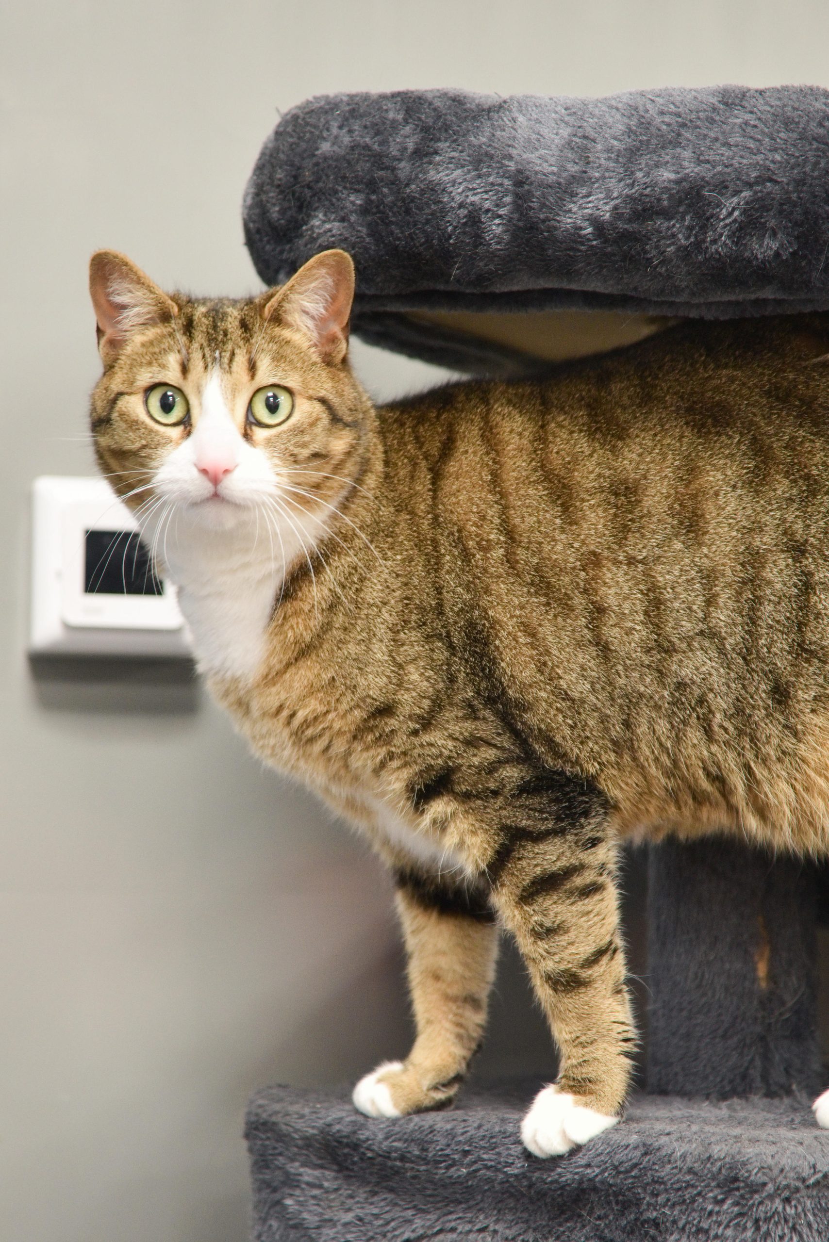 Tabby and white cat standing on a climbing tower