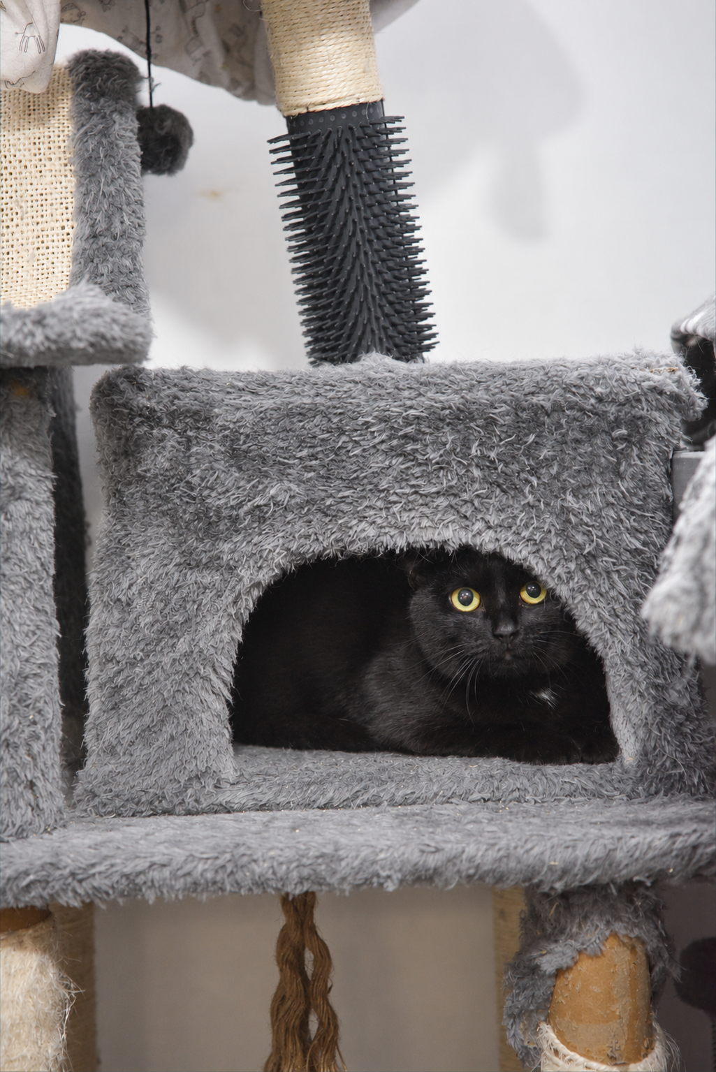 Black rescue cat resting inside a grey climbing tower