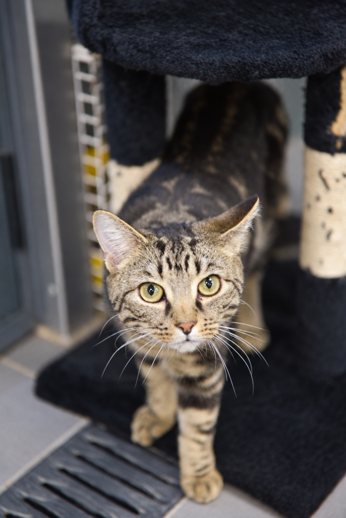 Curious tabby rescue cat