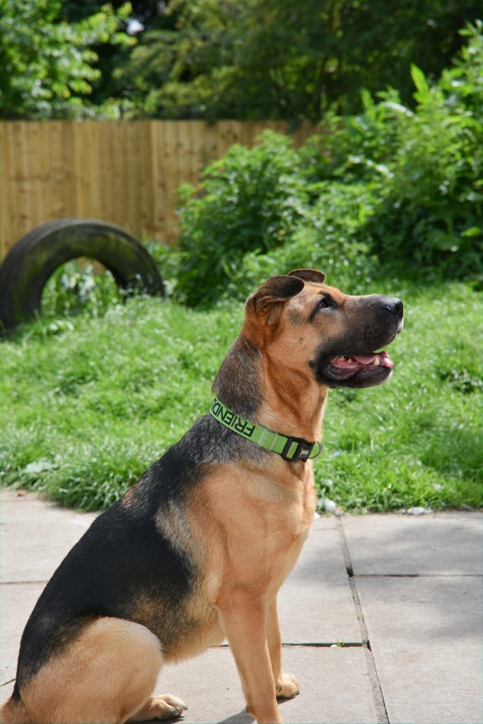 Rescue dog with a green collar in the garden