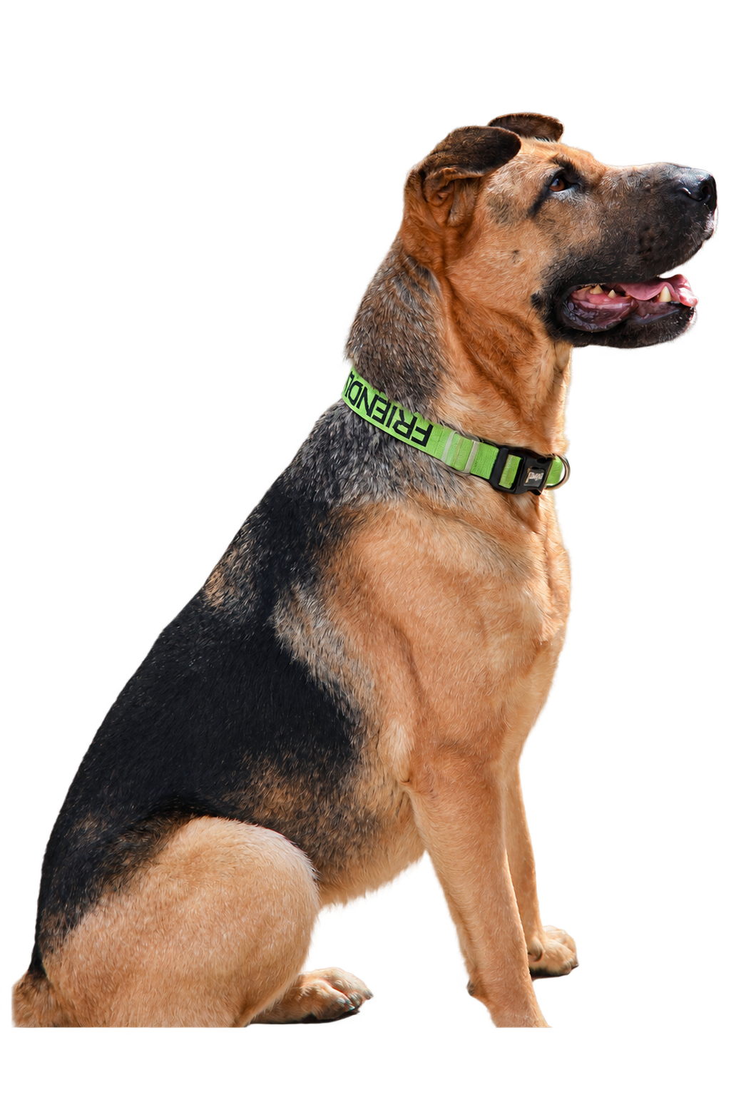 Tan and black rescue dog with a green collar
