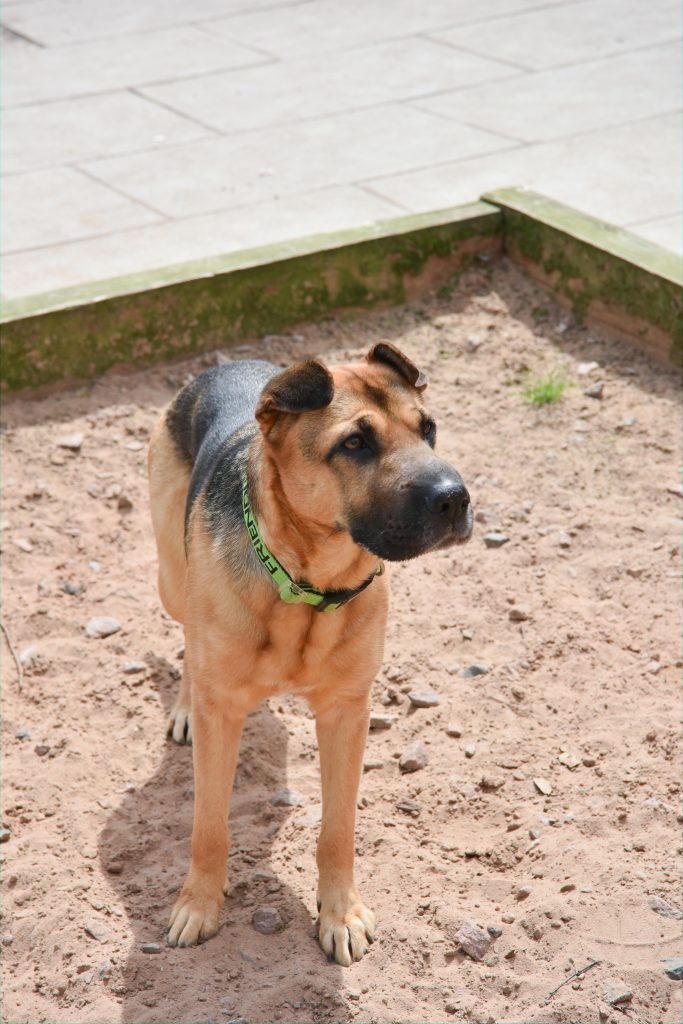 Rescue dog with a green collar