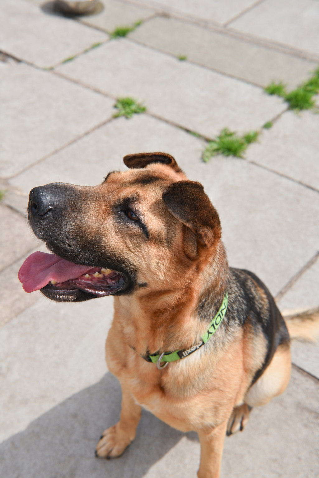 Tan and dark-coated dog wearing a green collar