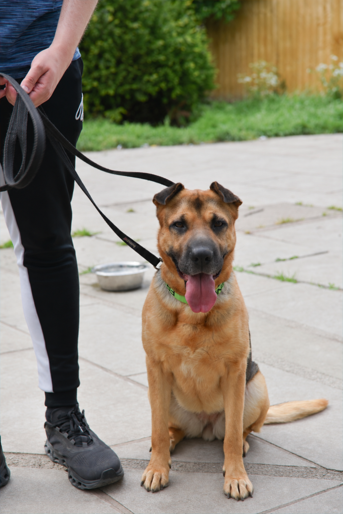 Rescue dog waiting to meet a new family