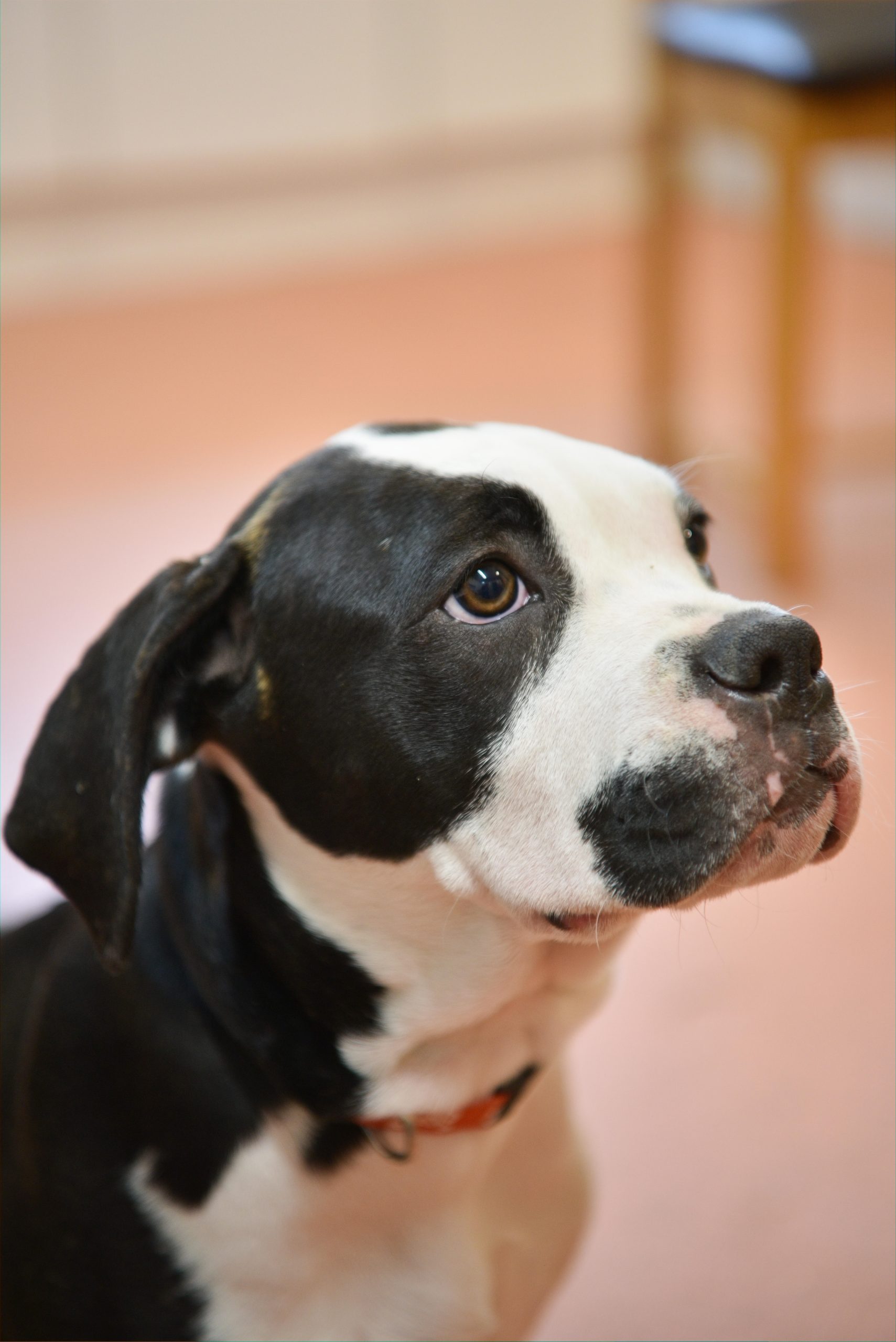 Black and white dog looking towards the camera