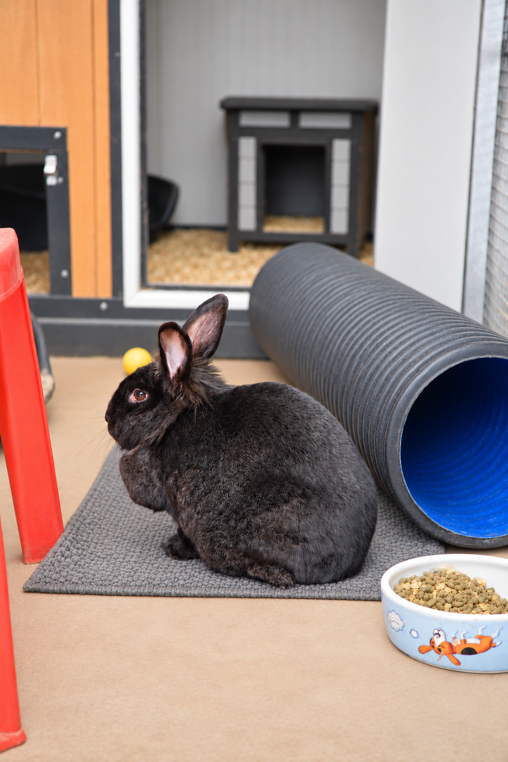 Black rescue rabbit beside a clean enrichment tunnel