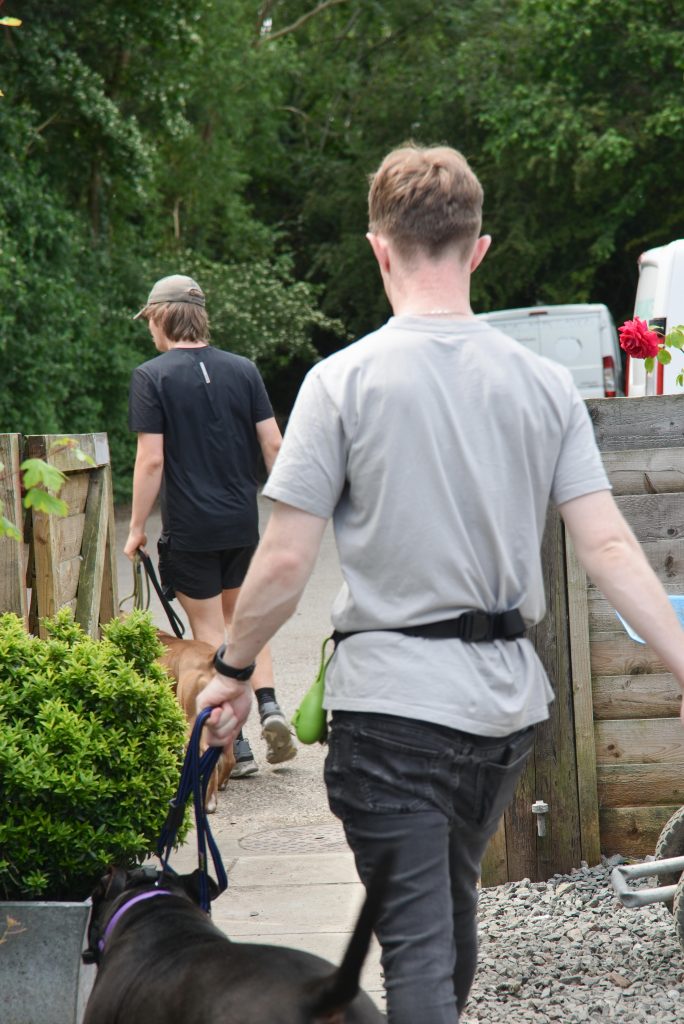 Handlers taking rescue dogs for a walk
