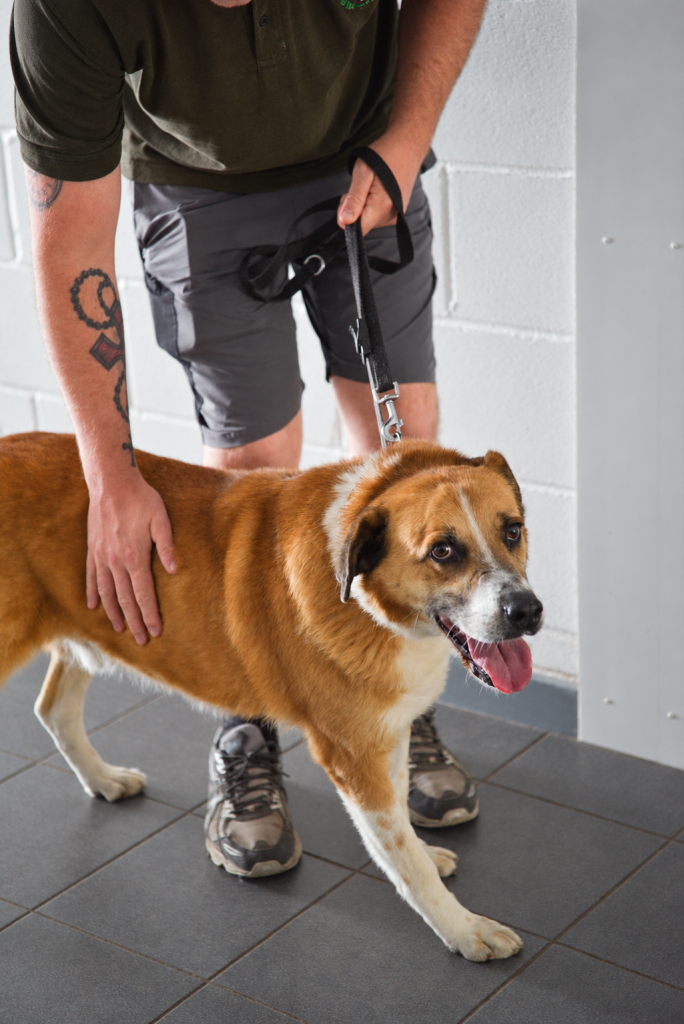 Rescue dog receiving patient care from a handler