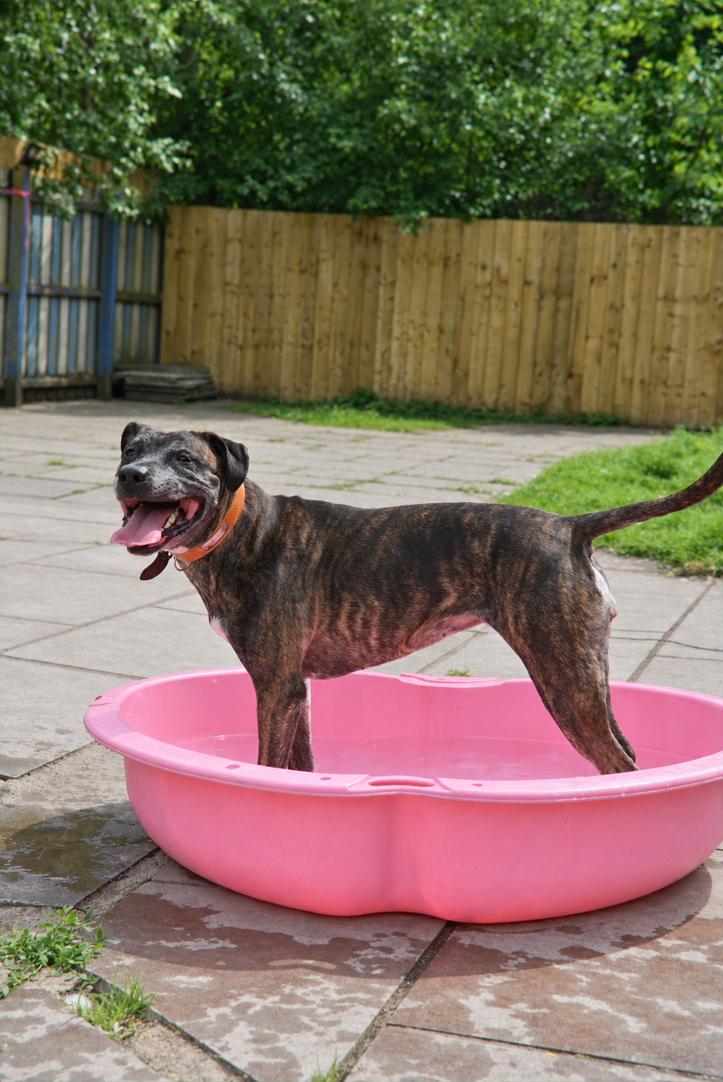Brindle dog standing in a pink paddling pool