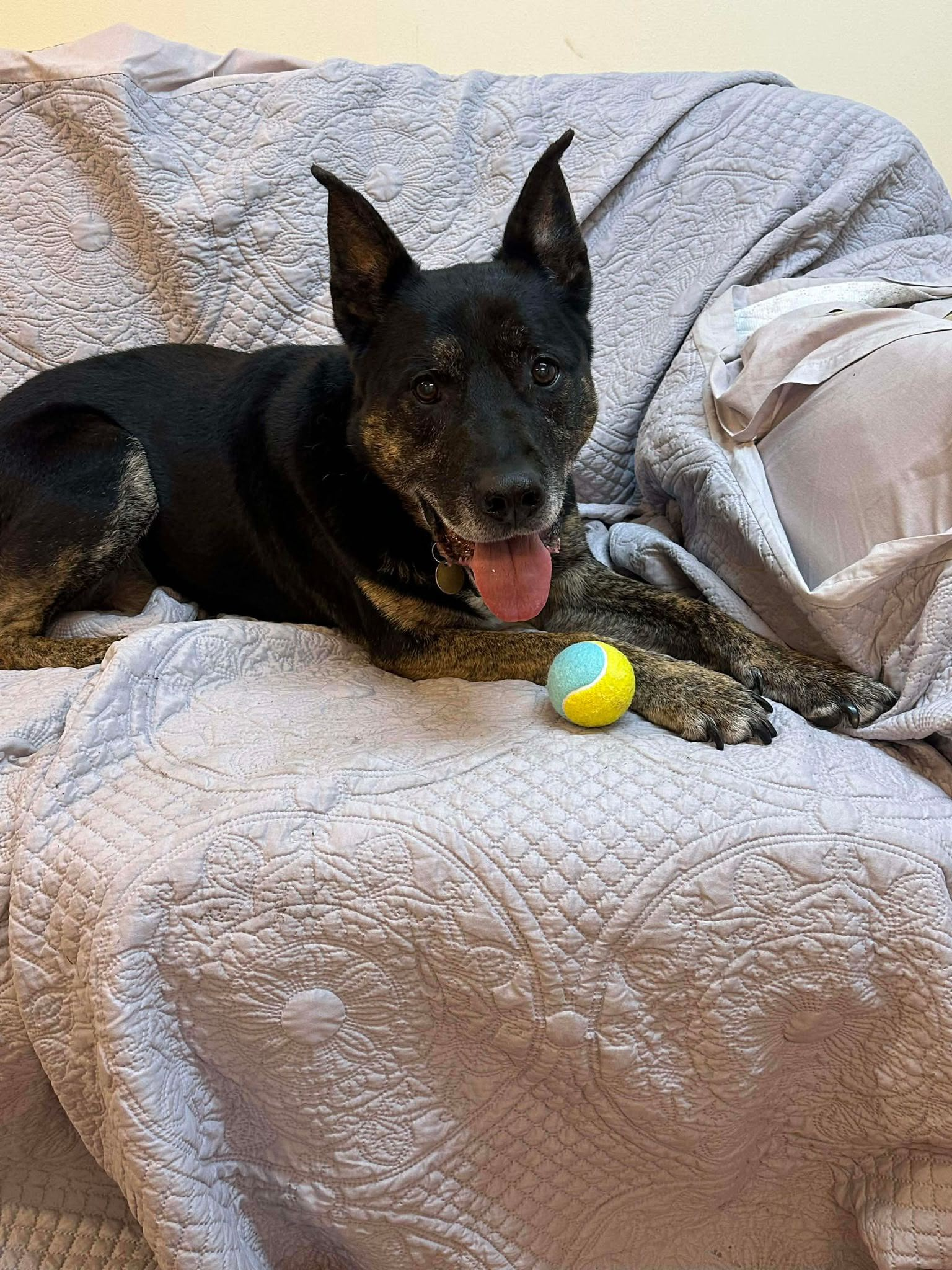 Humphrey relaxing on a quilt beside a tennis ball