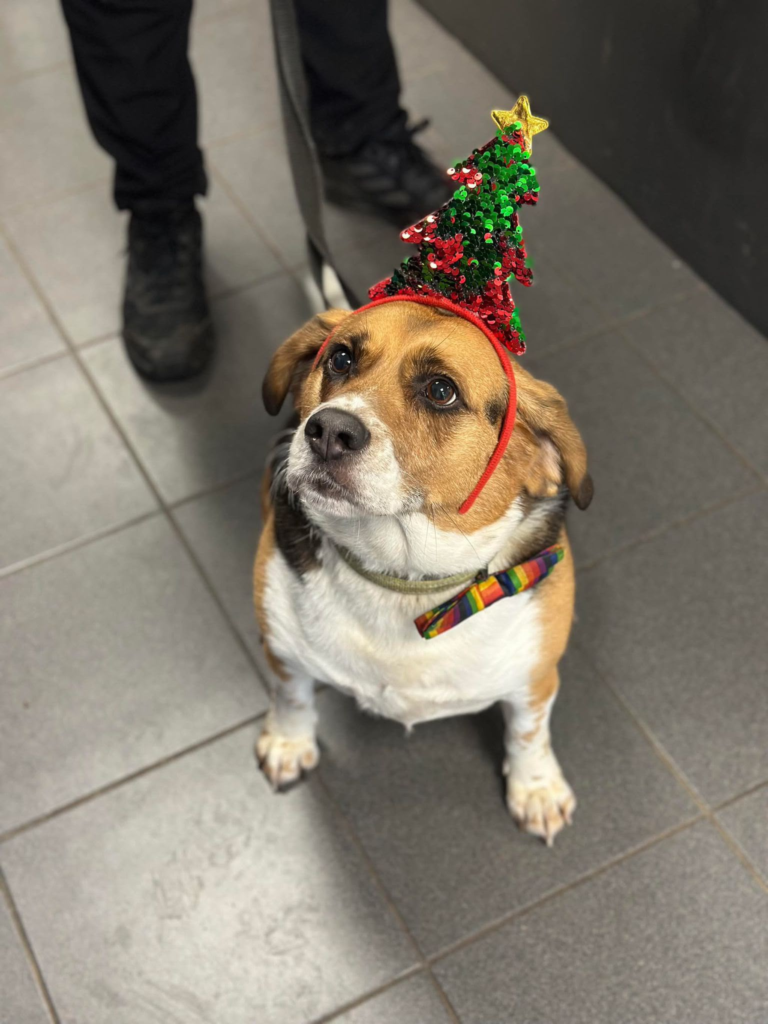 Marley wearing a Christmas tree headband and a rainbow bow tie